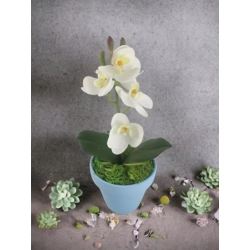 Fehér mini orchidea pasztellszínű agyagkaspóban ORM104FH