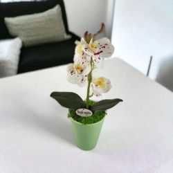 Fehér-burgundi pöttyös mini orchidea kaspóban ORM117FHBO