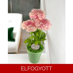 Rózsaszín cíniák kaspóban CIN302RS