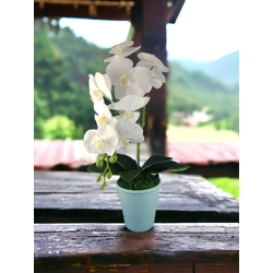 Nagyméretű egyszálas fehér orchidea OR102FH