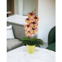 Közepes méretű élethű barack-, krémszínű cirmos orchidea OR113BA