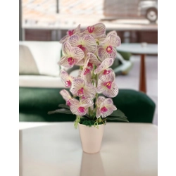 Nagy méretű krém, lila kétszálas orchidea OR206KRLI