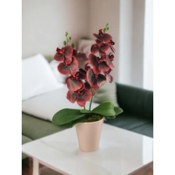 Közepes méretű burgundi kétszálas orchidea OR207BO