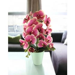Nagy méretű pink, krémszínű kétszálas orchidea OR208