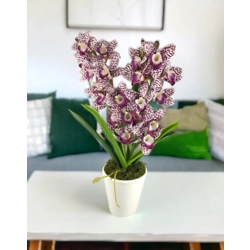 Nagy méretű, kétágú lila pöttyös csónakorchidea ORC205LI