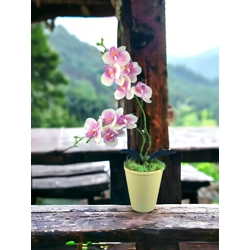Ciklámen és krémszínű kétágú élethű orchidea színes agyagkaspóban ORK215CIKR