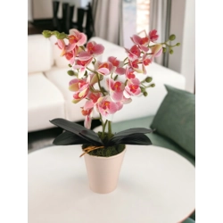 Négyágú rózsaszín, krémszínű kisméretű orchidea ORK404RSKR