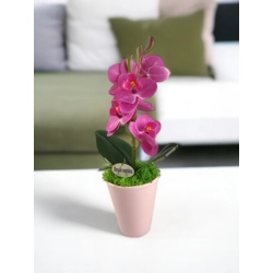 Ciklámen mini orchidea kaspóban ORM113CI