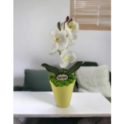 Fehér mini orchidea kaspóban ORM114FH