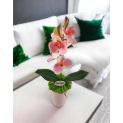 Rózsaszín, fehér cirmos mini orchidea kaspóban ORM115RSFH