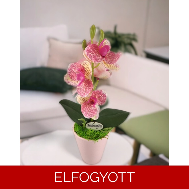 product Image for Rózsaszín-krémszínű mini orchidea kaspóban ORM116KRRS
