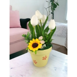 Fehér tulipánok színes agyagkaspóban napraforgóval TUG546FH