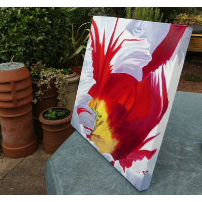 Red & White Tulip Red & White Tulip