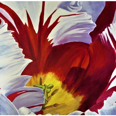 Red & White Tulip Red & White Tulip