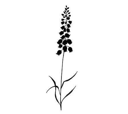Bluebells LAV002