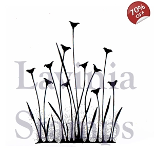 Fairy Buttercups LAV375