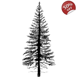 Fir Tree 1 LAV094