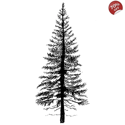 Fir Tree 1 LAV094