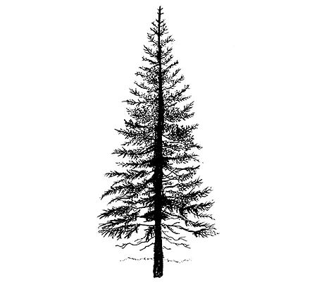 Fir Tree 1 LAV094