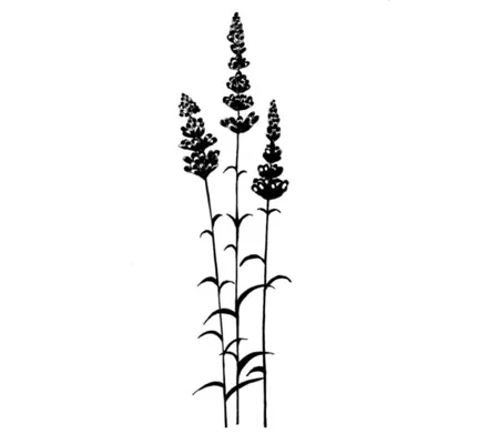 Lavender LAV093