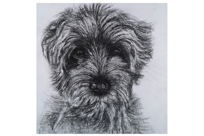 Miniature Schnauzer Sketch