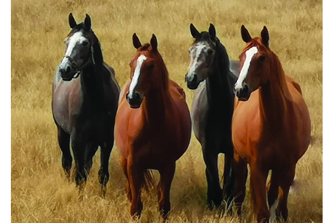 4 Horses