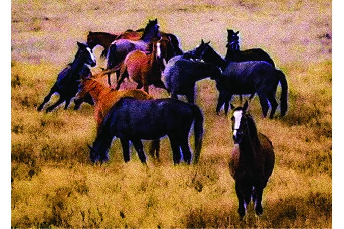 Herd of Horses