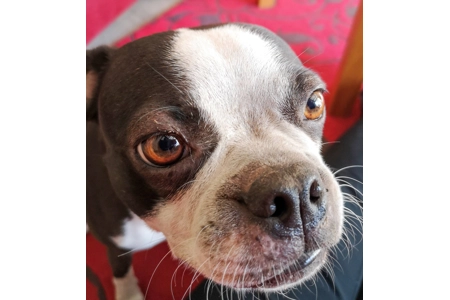 Boston Terrier Boston Terrier