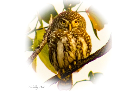 Owl-Kruger Owl-Kruger