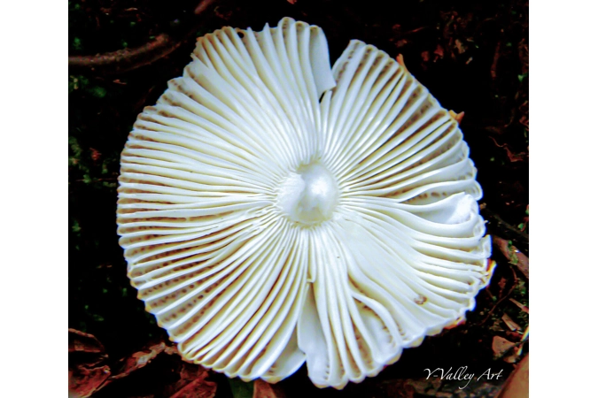 Madagascan Mushroom...