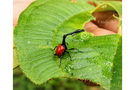 Giraffe Weevil... Giraffe Weevil...
