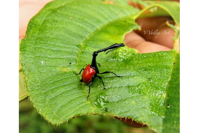Giraffe Weevil...