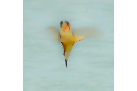 Kingfisher Focus Kingfisher Focus