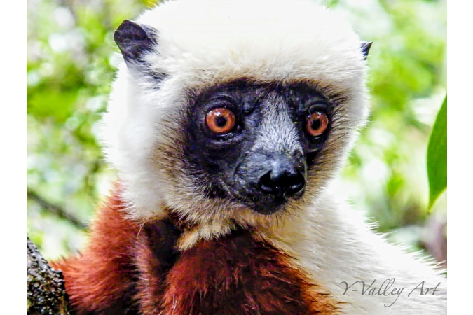 Sifakas Lemur...