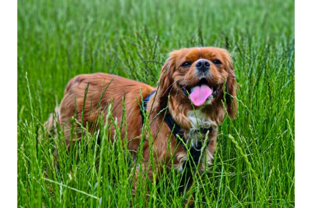 King Charles Spaniel King Charles Spaniel