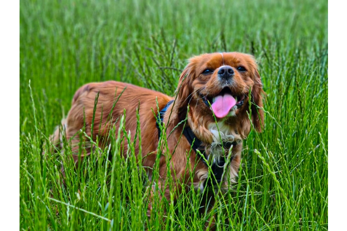 King Charles Spaniel