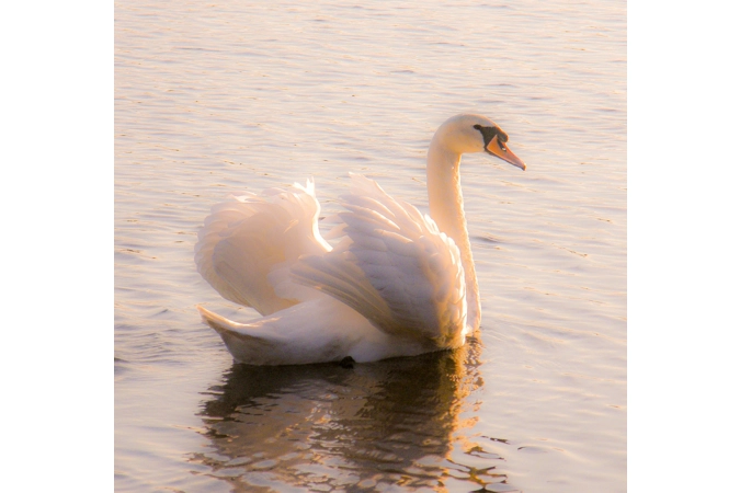 Gratitude on the Journey