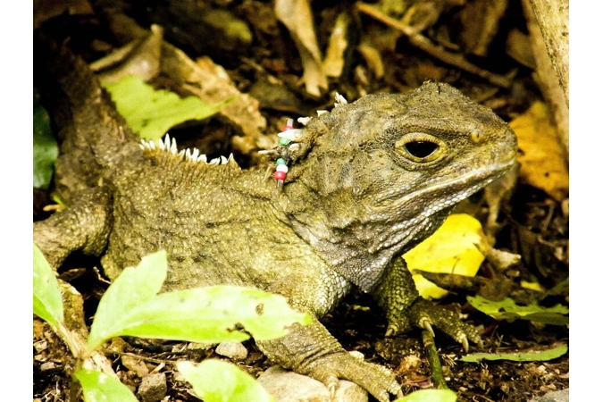 Tuatara Lizard