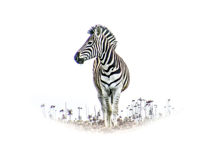 Zebra...