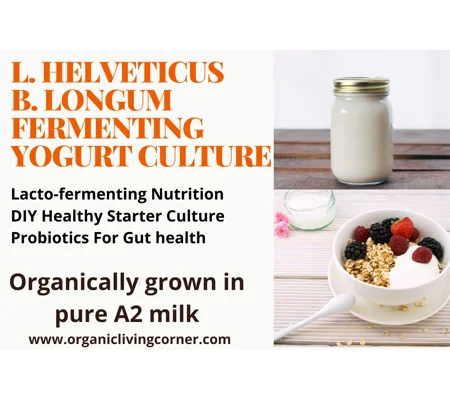 L. HELVETICUS & B. LONGUM YOGURT STARTER - Grown in A2 Milk