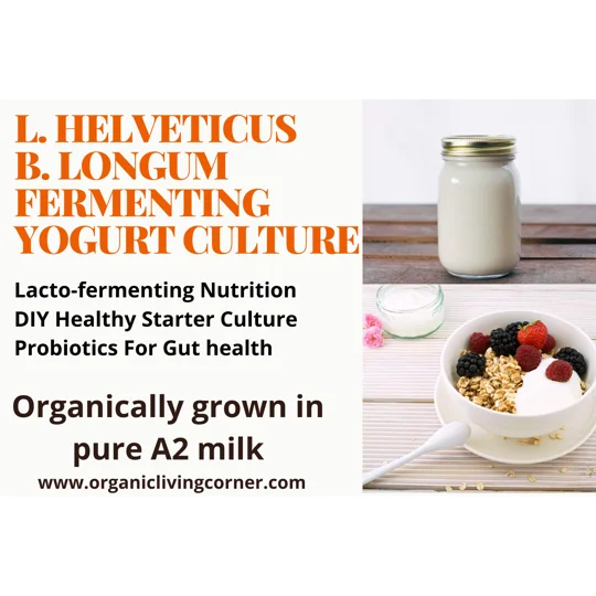 L. HELVETICUS & B. LONGUM YOGURT STARTER - Grown in A2 Milk
