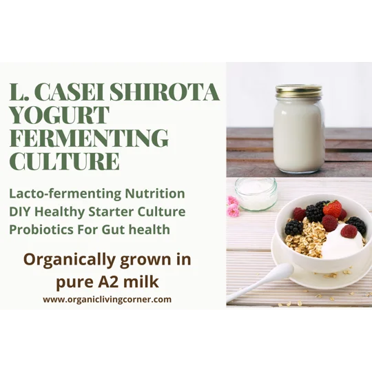 L. Casei Shirota A2 Milk Yogurt Starter Culture