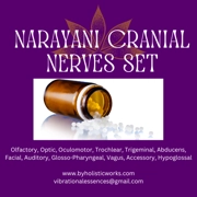 Shop Narayani Cranial Nerves 12 Set