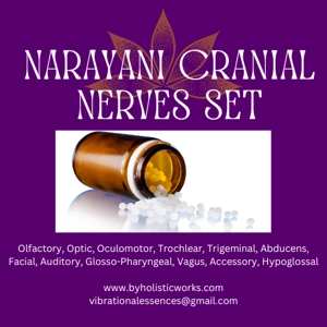 Shop Narayani Cranial Nerves 12 Set