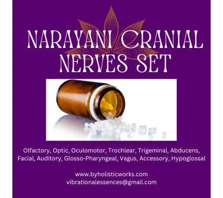 Shop Narayani Cranial Nerves 12 Set