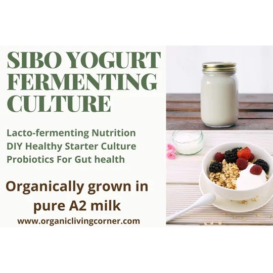 L. Casei Shirota A2 Milk Yogurt Starter Culture