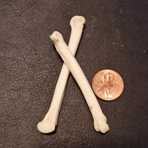Bone Set - DMTNT
