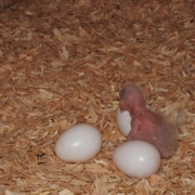 Amazon parrot eggs for sale