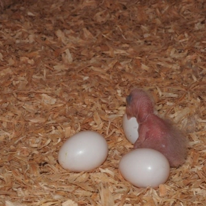 Amazon parrot eggs for sale