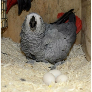 African Grey Parrot Eggs Available For Sale